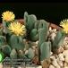 Conophytum bilobum 1563