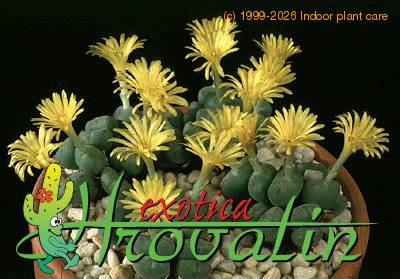 Conophytum meyeri 1540