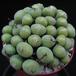 Conophytum  pearsonii