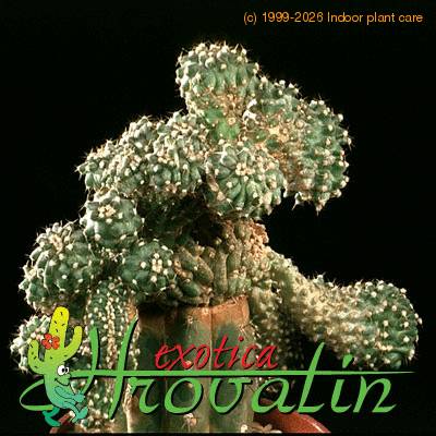 Copiapoa humilis cristata 520