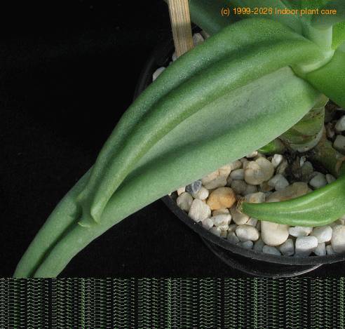 Cotyledon octopus 1