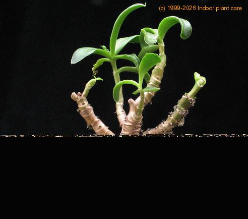 Cotyledon octopus
