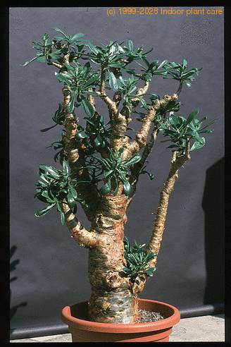 Cotyledon paniculata 1655