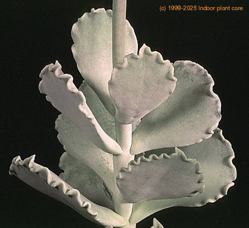 Cotyledon undulata-1401