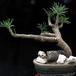 Cotyledon wallichii 1