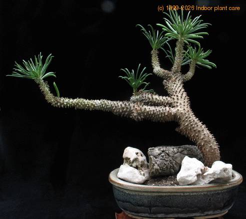 Cotyledon wallichii 1