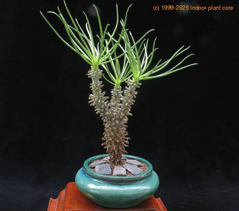 Cotyledon wallichii 2