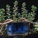 Crassula coralina 1