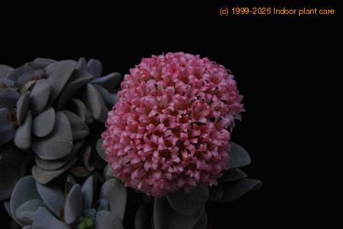 Crassula cv.Morgan Beauty 2
