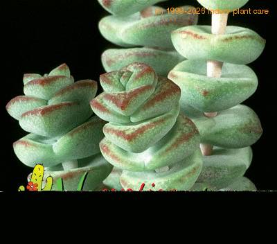 Crassula marnieriana leaf 1224