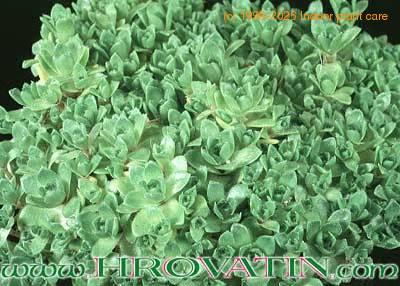 Crassula milfordiae 1085