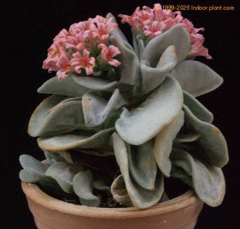 Crassula Morgan beauty f MOP