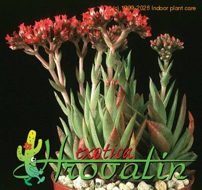 Crassula pulverulenta 1237