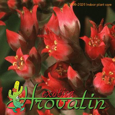 Crassula pulverulenta flower 1238