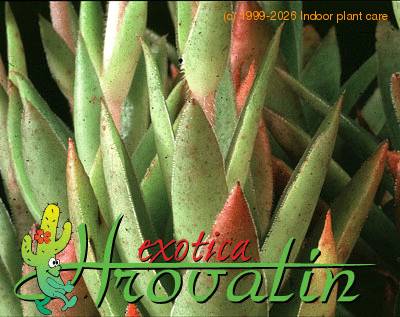 Crassula pulverulenta leaf 1239