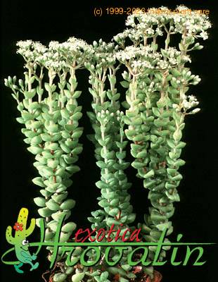 Crassula rupestris 1225
