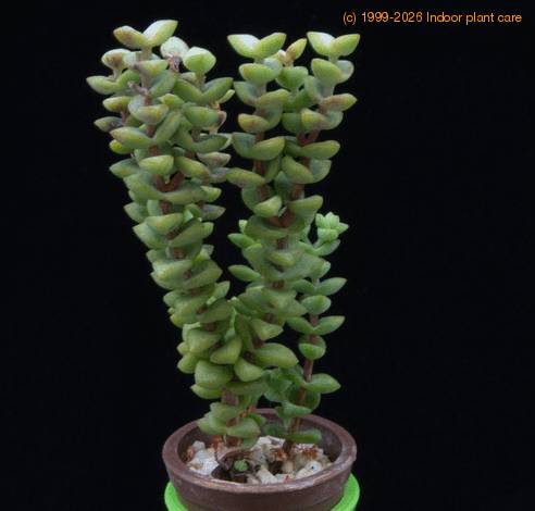 Crassula rupestris MOP