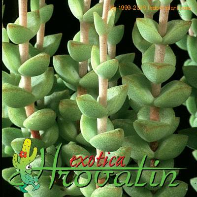 Crassula rupestris thorn 1227