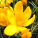 Crocus 1