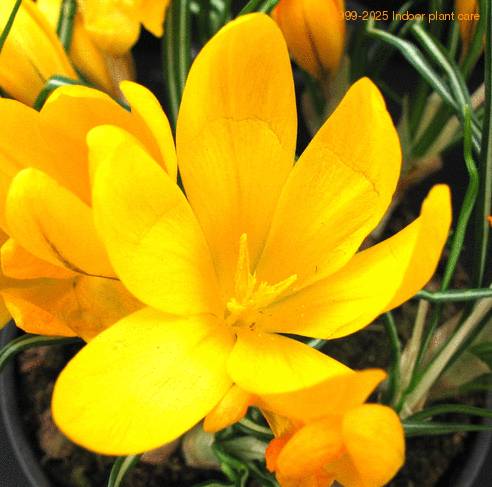 Crocus 1