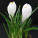 Crocus 2