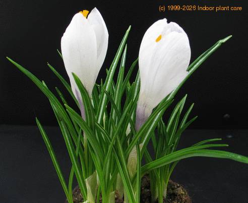 Crocus 2