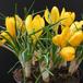 Crocus 3