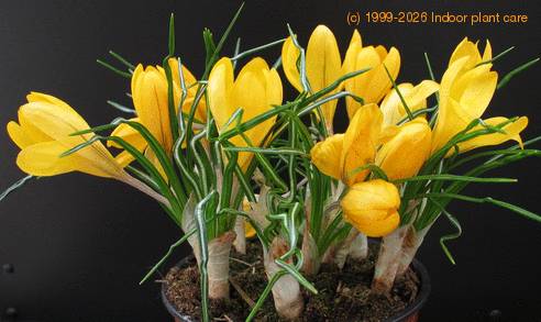Crocus 3