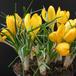 Crocus sp SIb