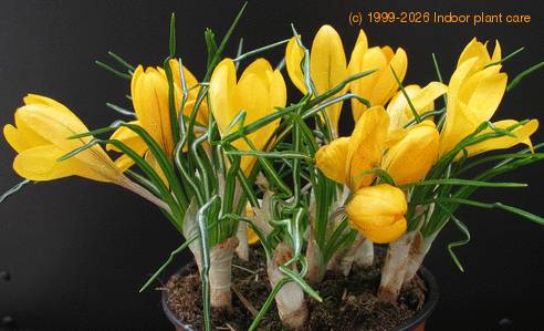 Crocus sp SIb