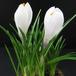 Crocus sp SIbb