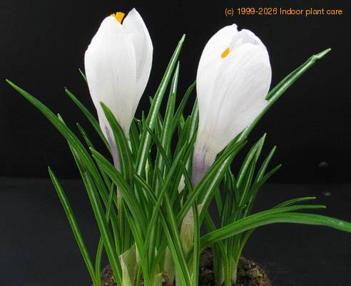 Crocus sp SIbb