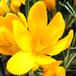 Crocus sp SIf