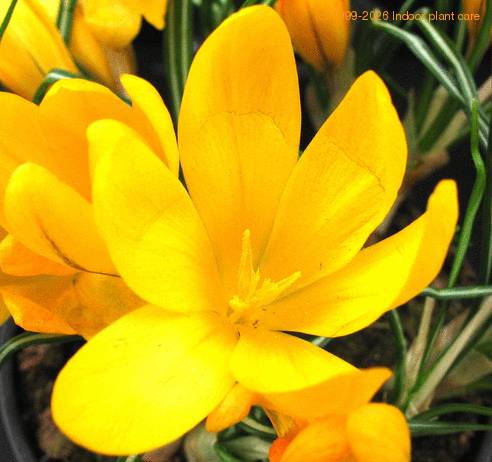 Crocus sp SIf