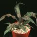 Cryptanthus bivittatus 1904