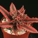 Cryptanthus bromelioides 1901