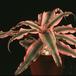 Cryptanthus bromelioides tricolor 1902