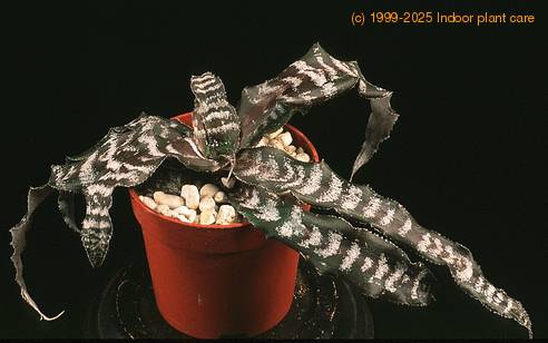 Cryptanthus fosterianus 1903