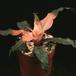 Cryptanthus sp 1