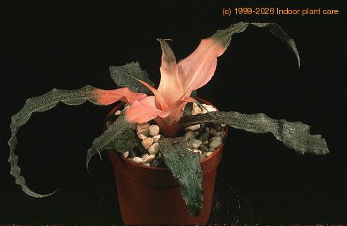 Cryptanthus sp 1