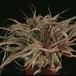 Cryptanthus sp