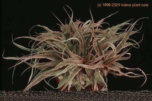Cryptanthus sp