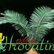 Cycas revoluta 1732
