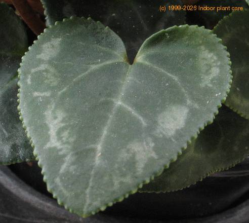 Cyclamen  hybrid mini 5