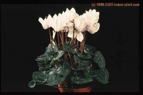 Cyclamen -Miracle- 2027