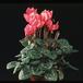 Cyclamen persicum 2028