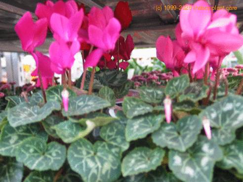 Cyclamen sp