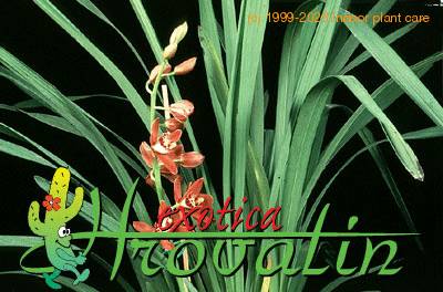 Cymbidium angelica 'advent' 1837