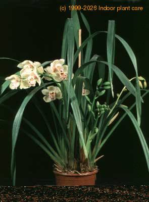 Cymbidium hybrid 1761