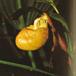Cypripedium species cypripedium sp k